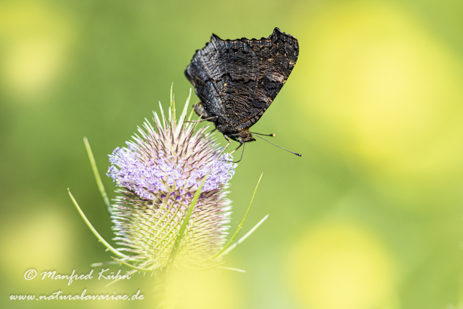 Pfauenauge ()_0022