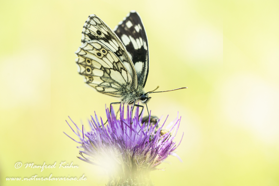Schachbrett ()_0028