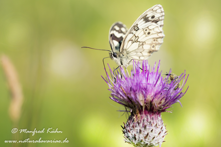 Schachbrett ()_0034