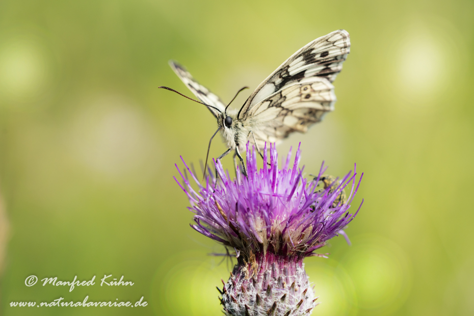 Schachbrett ()_0040