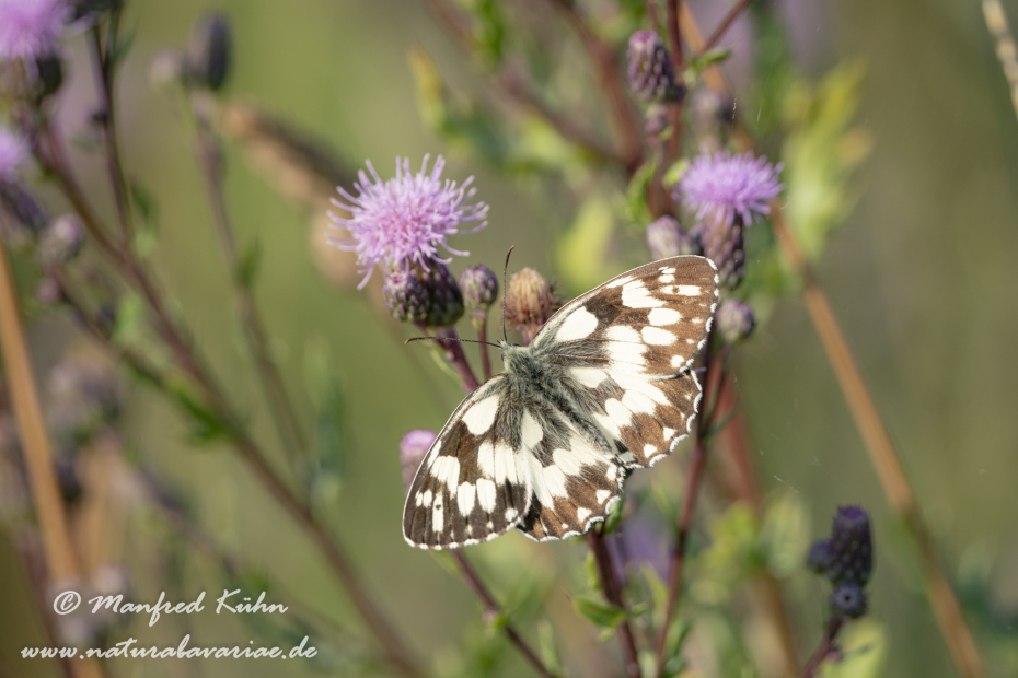 Schachbrett ()_0044