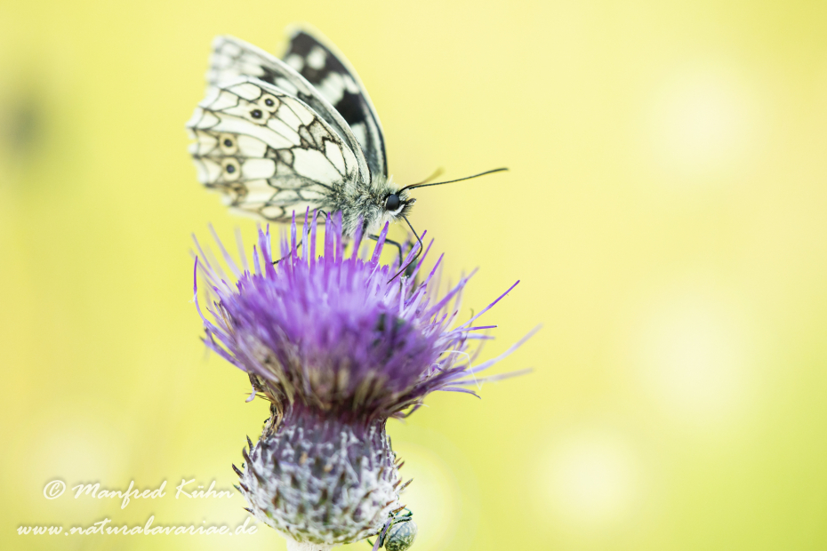 Schachbrett ()_0047