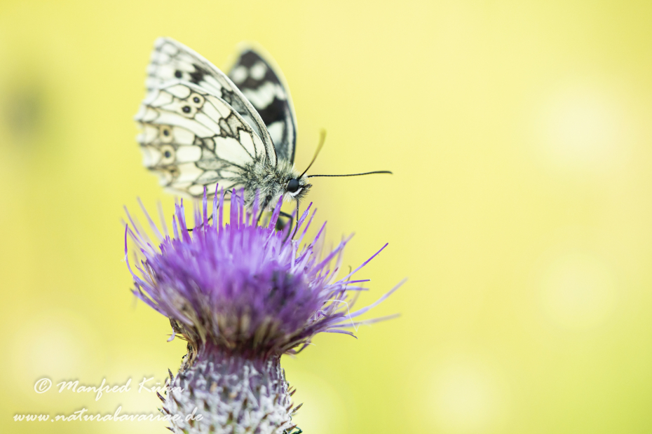 Schachbrett ()_0048