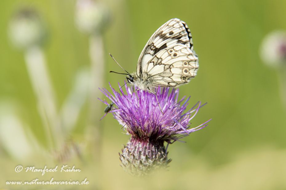 Schachbrett ()_0053