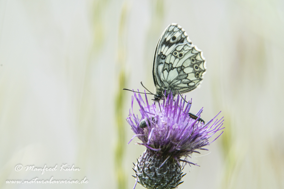 Schachbrett ()_0055