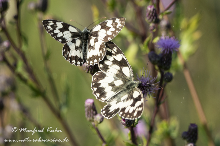 Schachbrett ()_0246