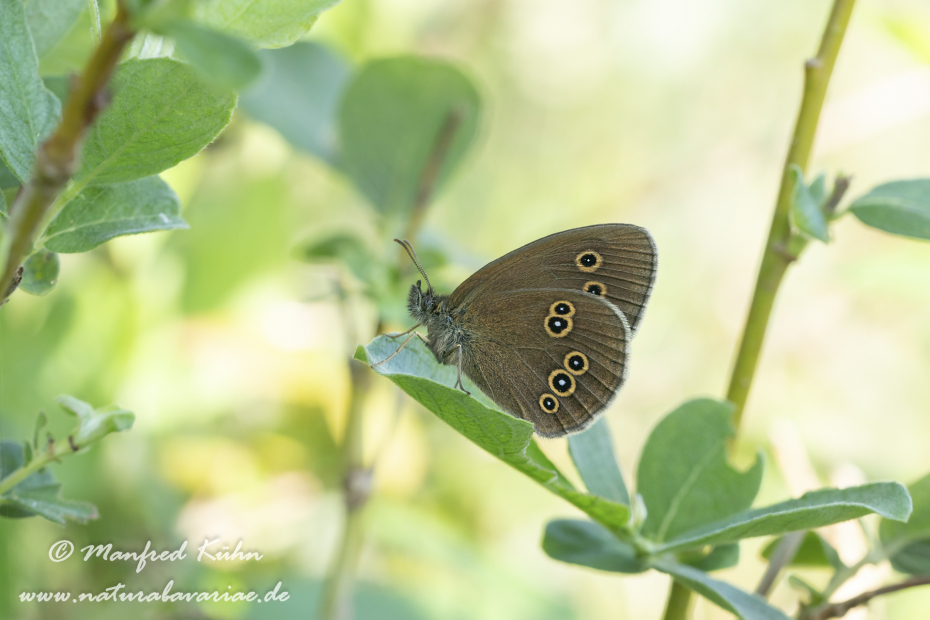 Waldvogel (Brauner)_0021