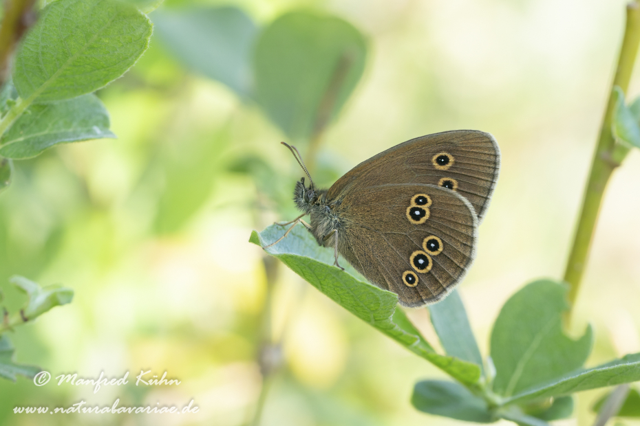 Waldvogel (Brauner)_0025