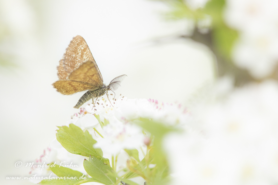 Heidespanner ()_0026