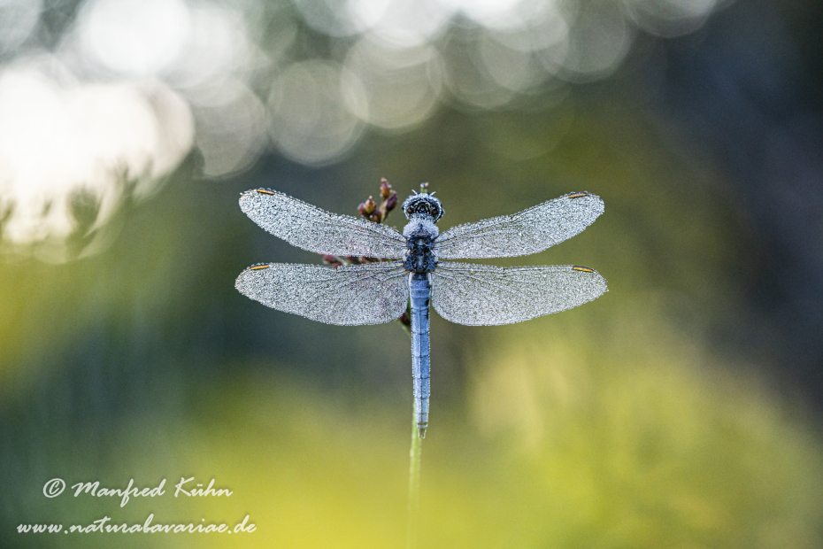 Blaupfeil (Kleiner)_0102
