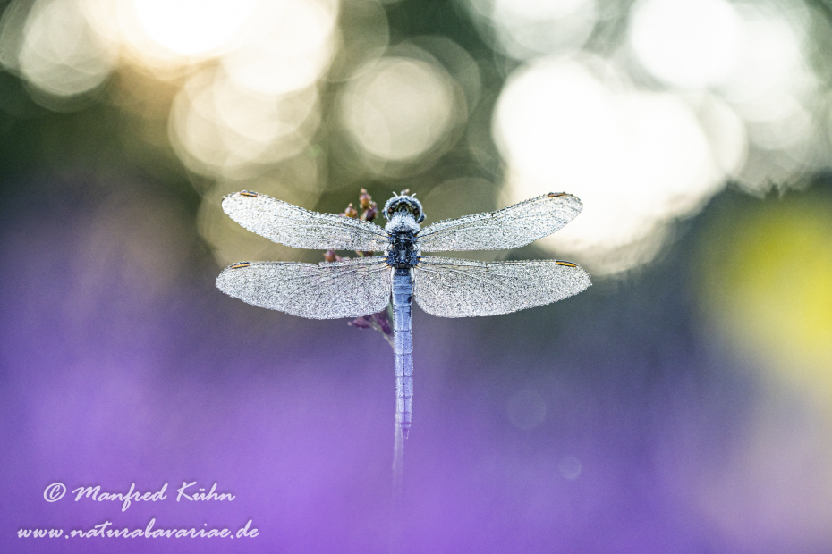 Blaupfeil (Kleiner)_0105