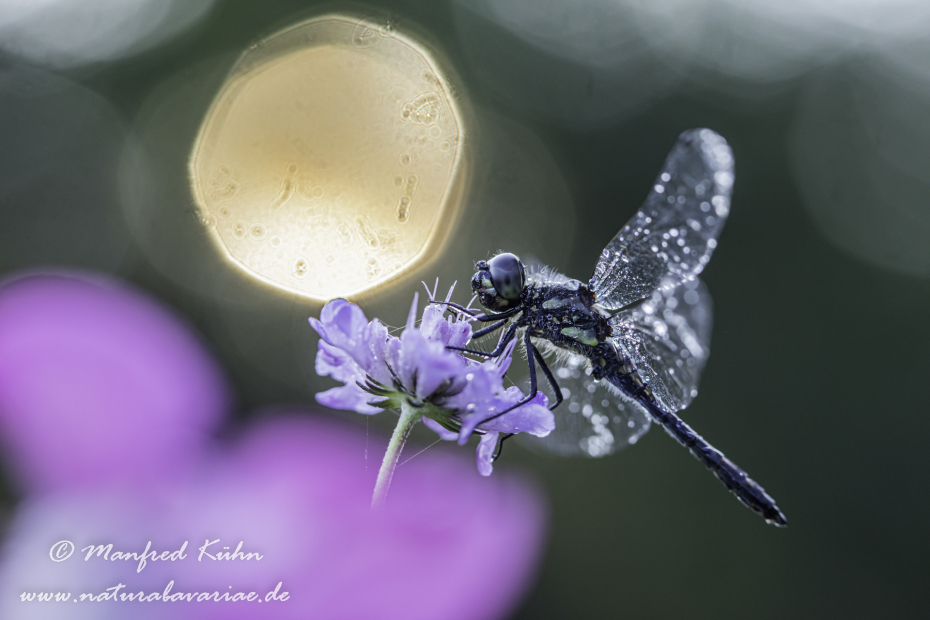 Heidelibelle (Schwarze)_0045