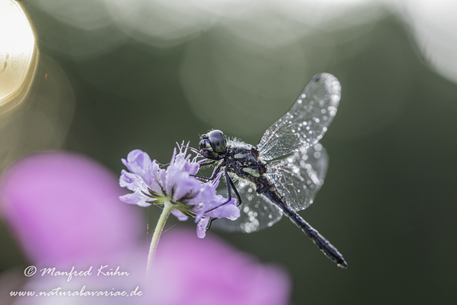 Heidelibelle (Schwarze)_0048