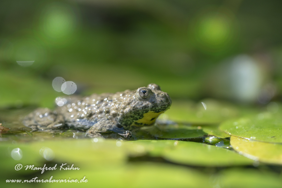 Gelbbauchunke ()_0039