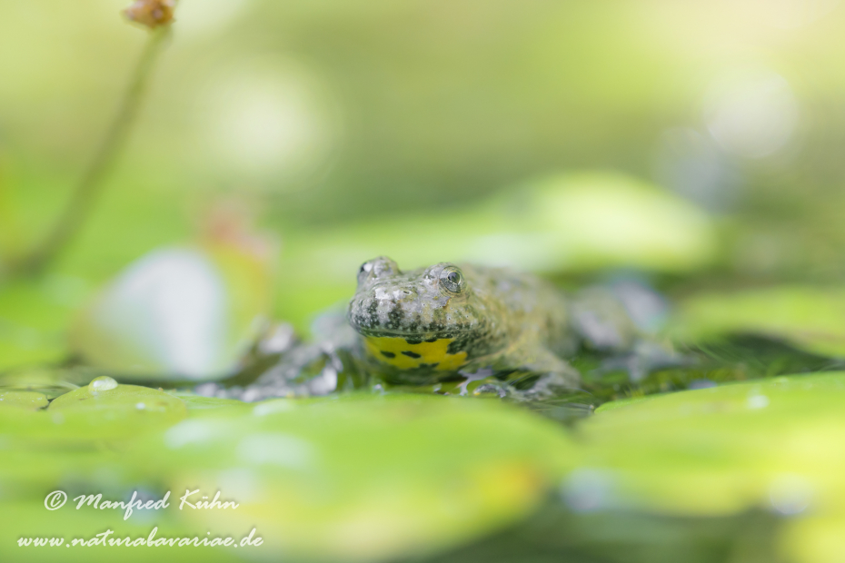Gelbbauchunke ()_0044