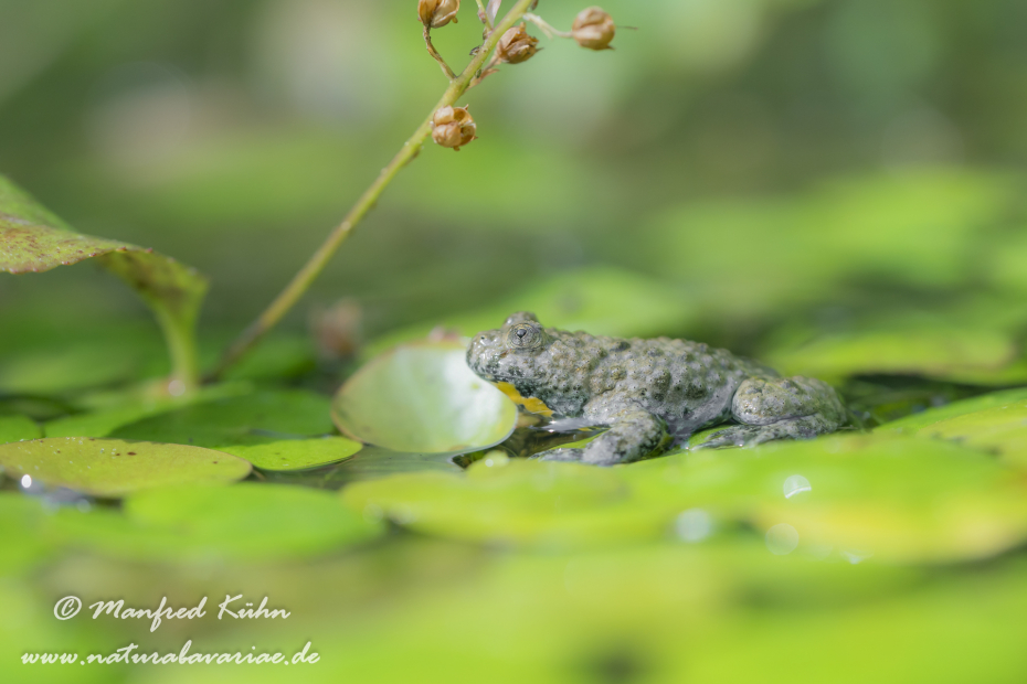 Gelbbauchunke ()_0048