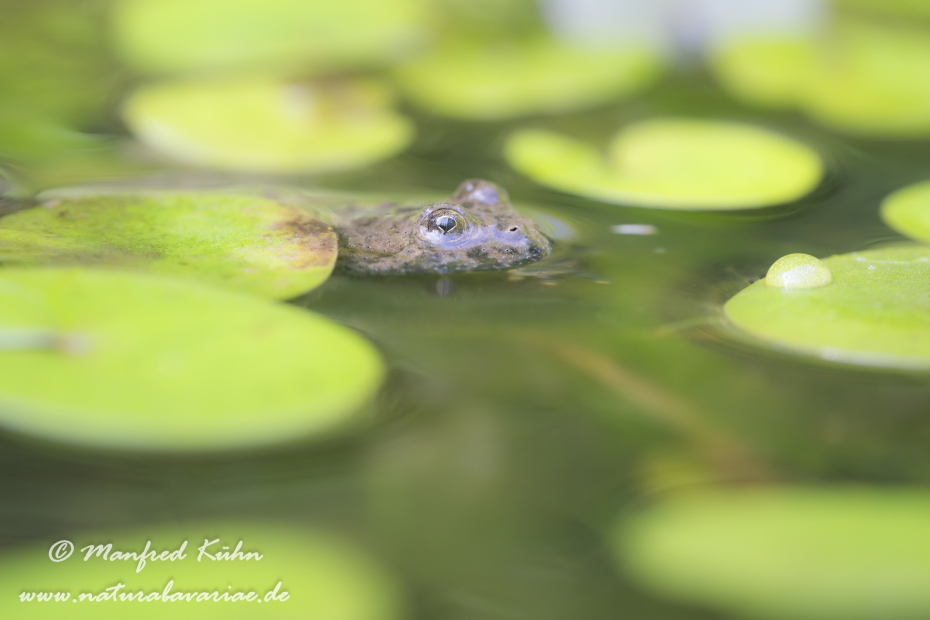 Gelbbauchunke ()_0052