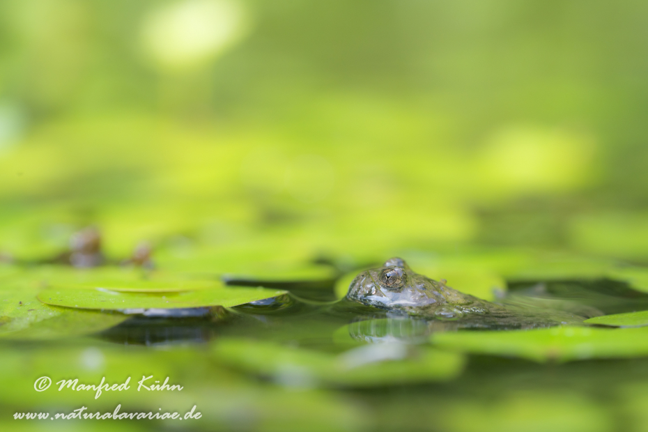 Gelbbauchunke ()_0055