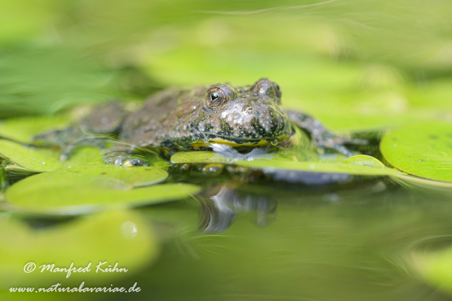 Gelbbauchunke ()_0056
