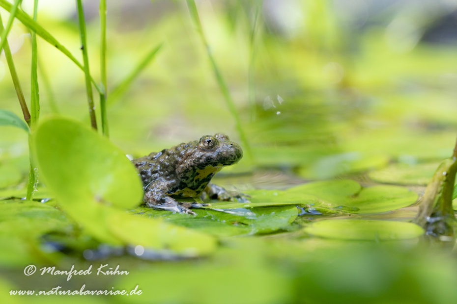 Gelbbauchunke ()_0064