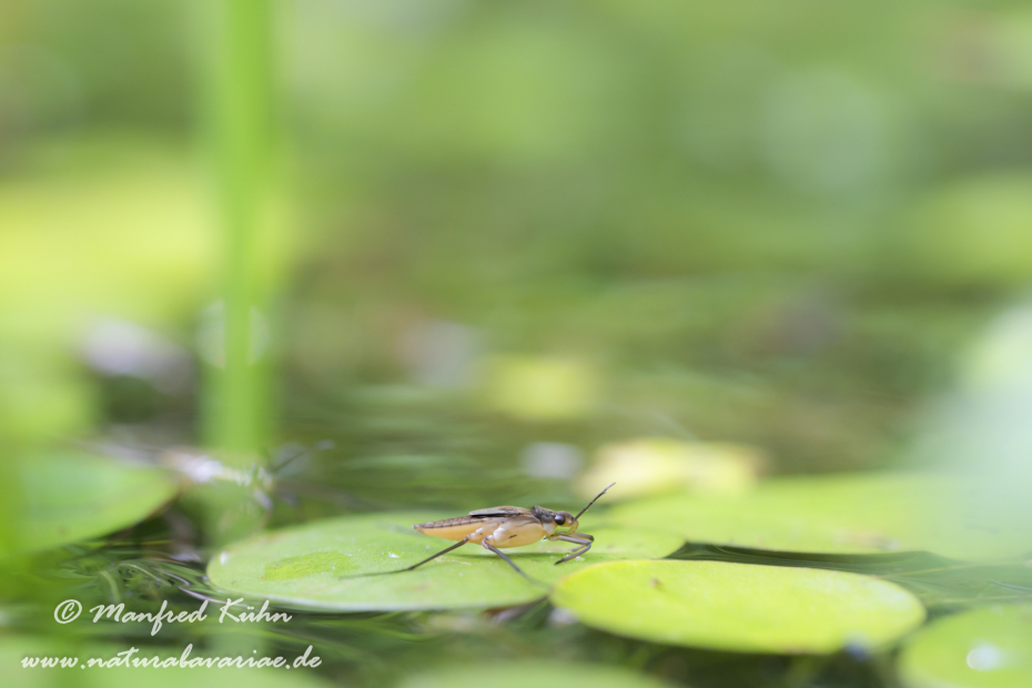 Wasserläufer (Gemeiner)_0027