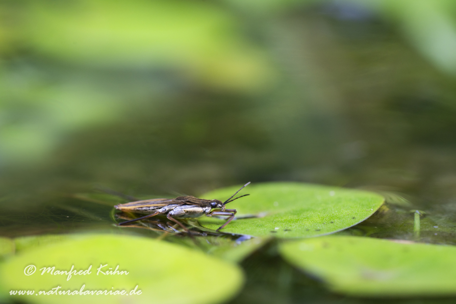 Wasserläufer (Gemeiner)_0032