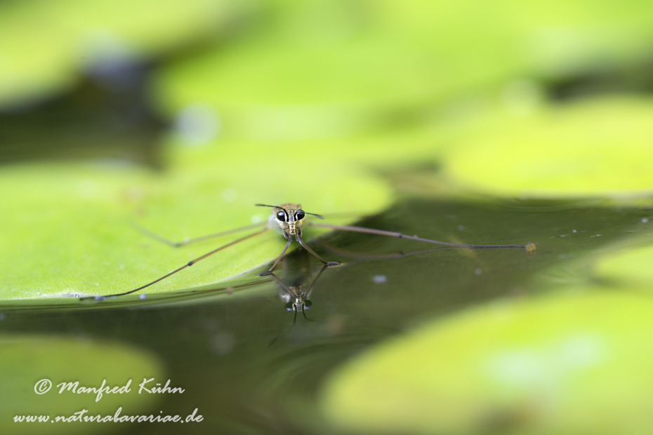 Wasserläufer (Gemeiner)_0034