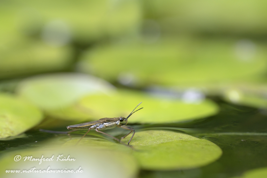 Wasserläufer (Gemeiner)_0035