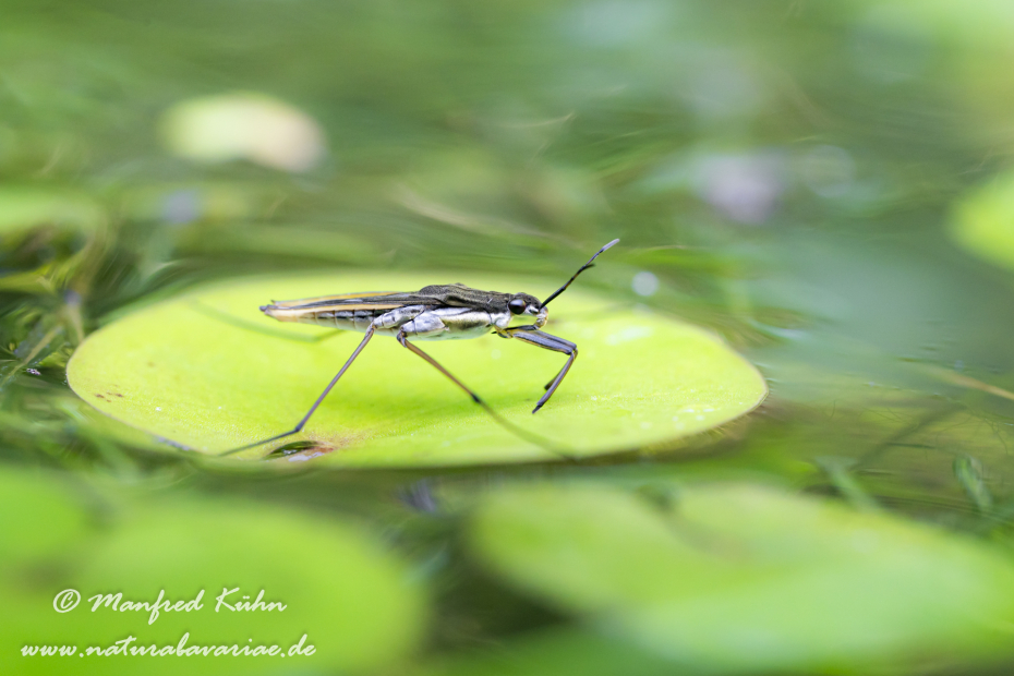 Wasserläufer (Gemeiner)_0041