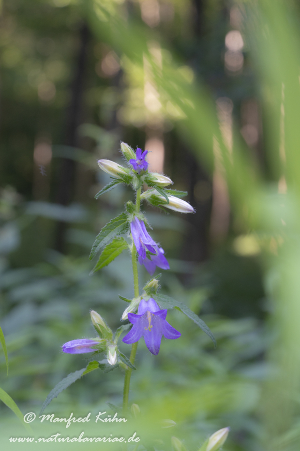 Glockenblume (Nesselblättrige)_0006