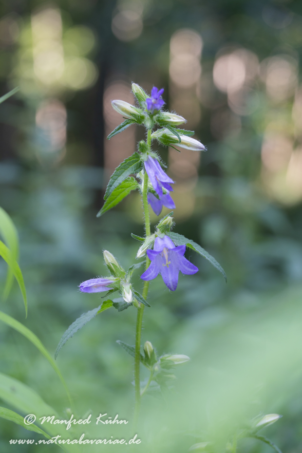 Glockenblume (Nesselblättrige)_0008