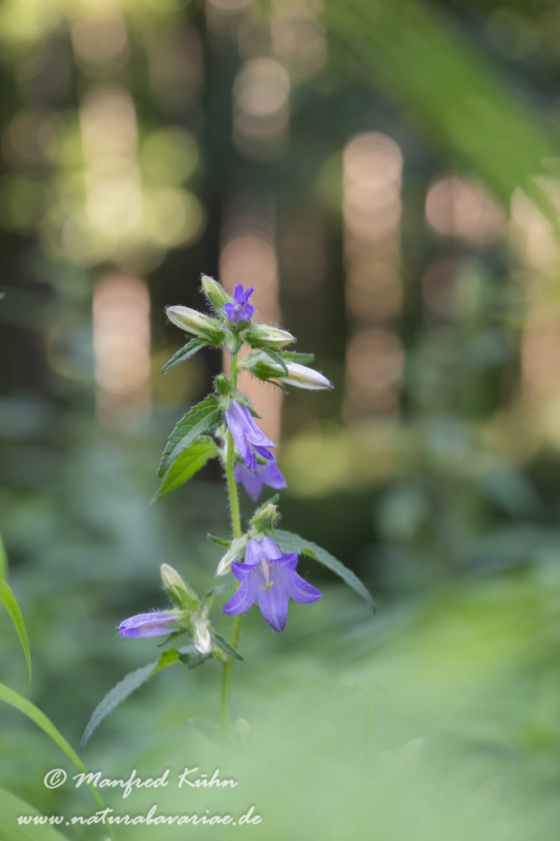 Glockenblume (Nesselblättrige)_0009