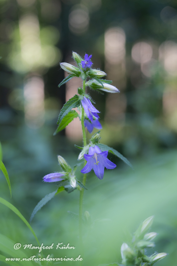 Glockenblume (Nesselblättrige)_0011