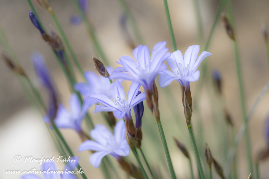 Binsenlilie (Blaue)_0002