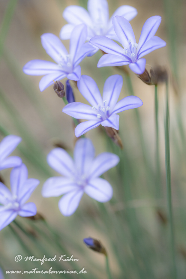 Binsenlilie (Blaue)_0004