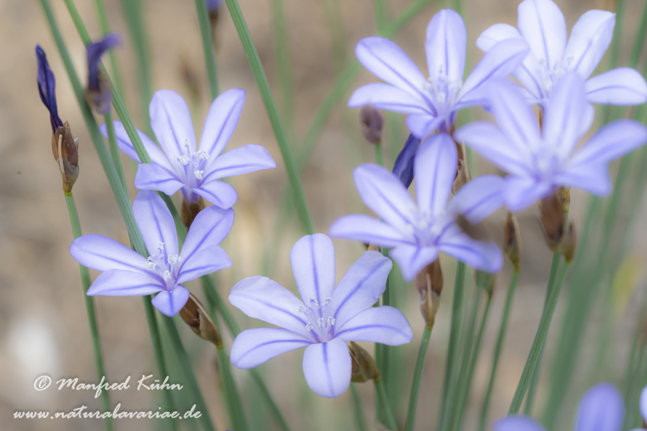 Binsenlilie (Blaue)_0006