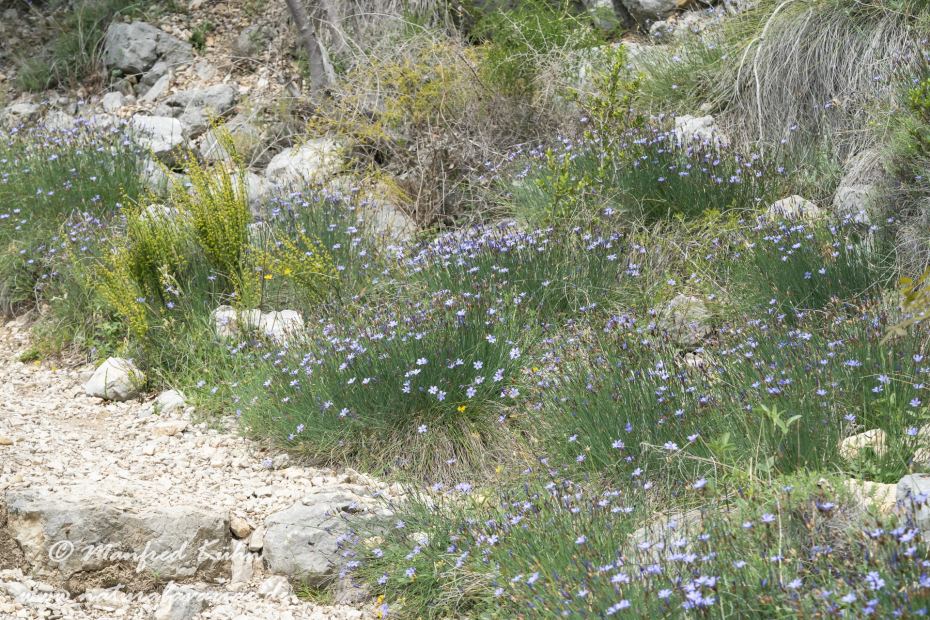 Binsenlilie (Blaue)_0007