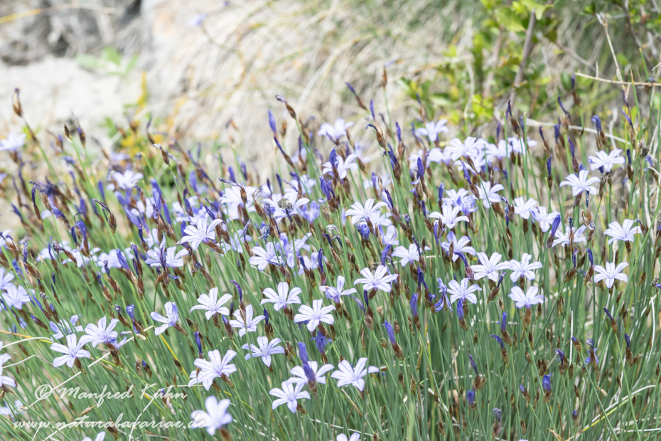 Binsenlilie (Blaue)_0008