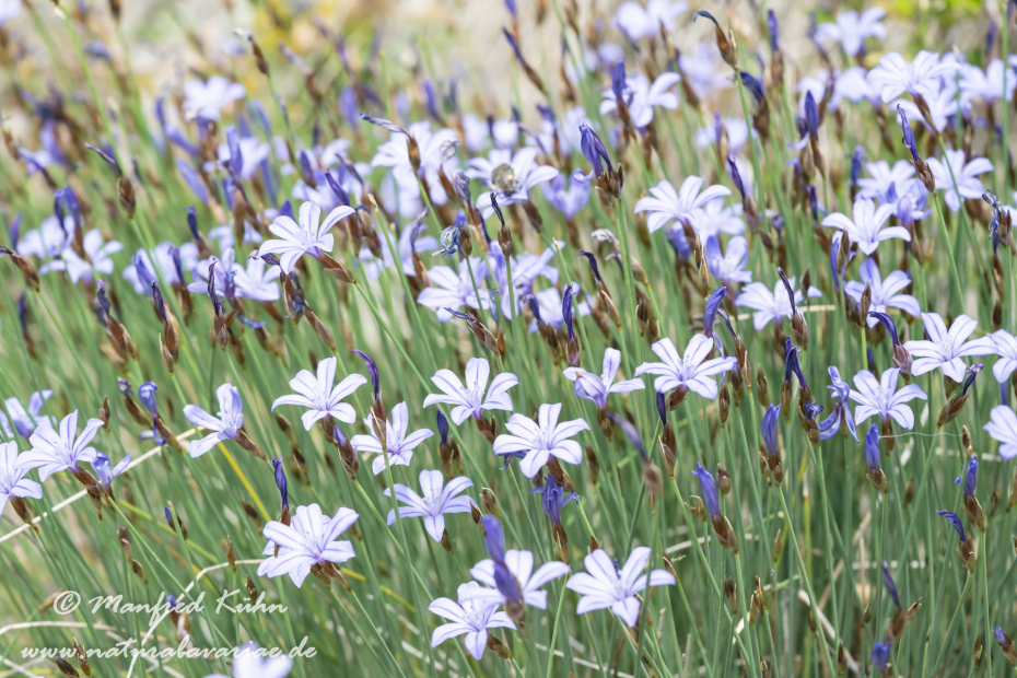 Binsenlilie (Blaue)_0009