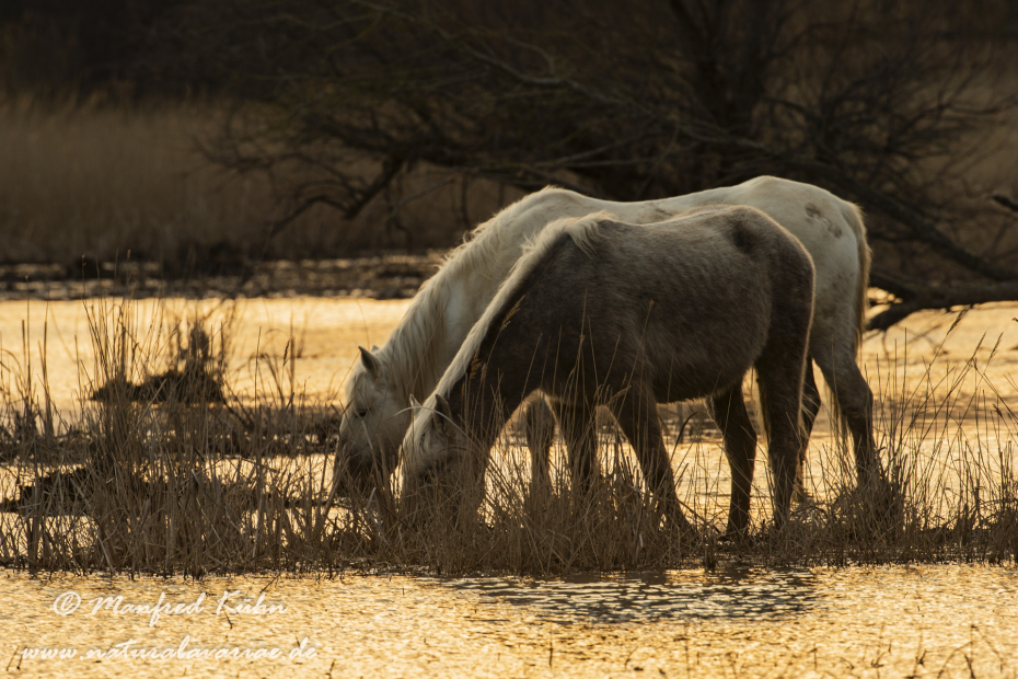 Camarque-Pferd ()_0099