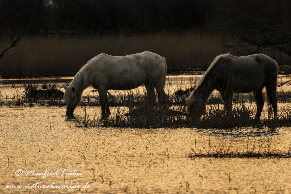 Camarque-Pferd ()_0102
