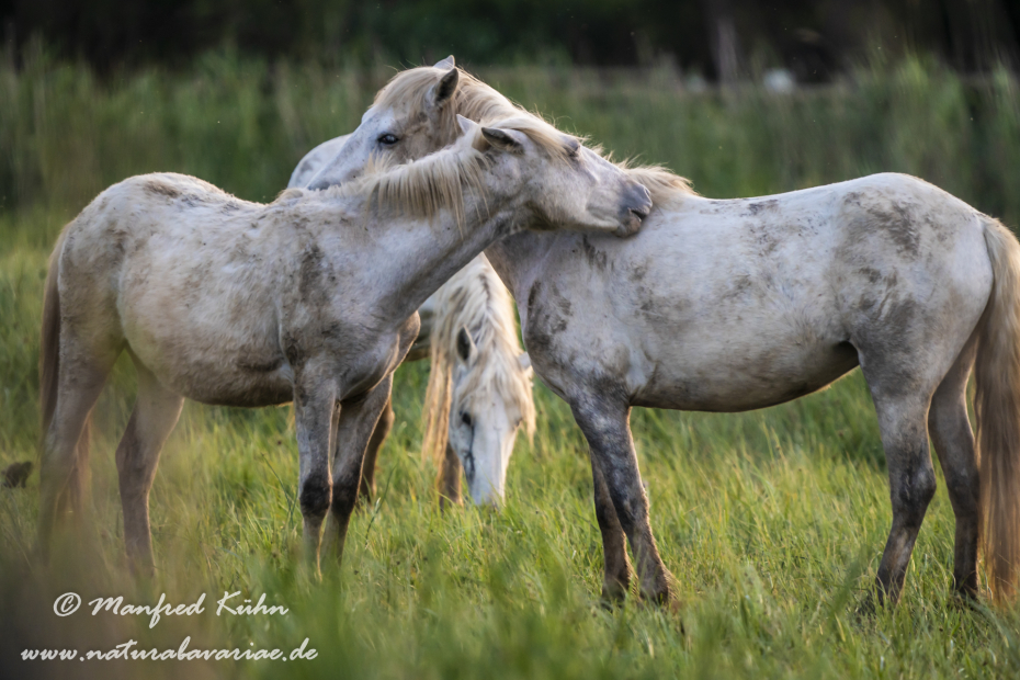 Camarque-Pferd ()_0138