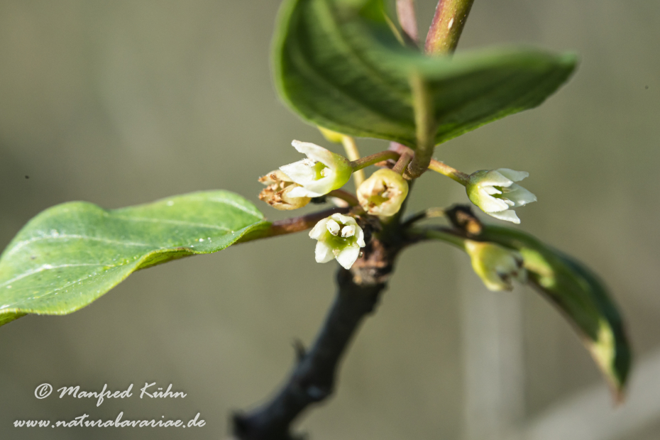 Faulbaum (Blüte)_0004