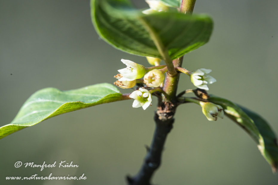 Faulbaum (Blüte)_0006