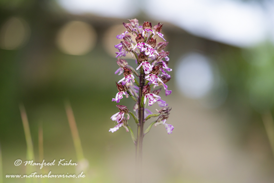 Knabenkraut (Purpur-)_0012
