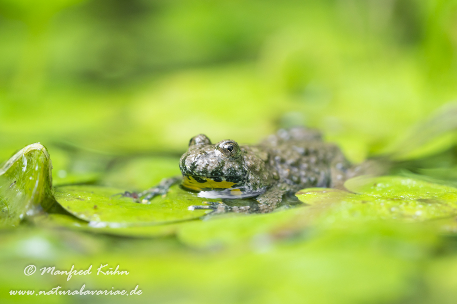 Gelbbauchunke ()_0069