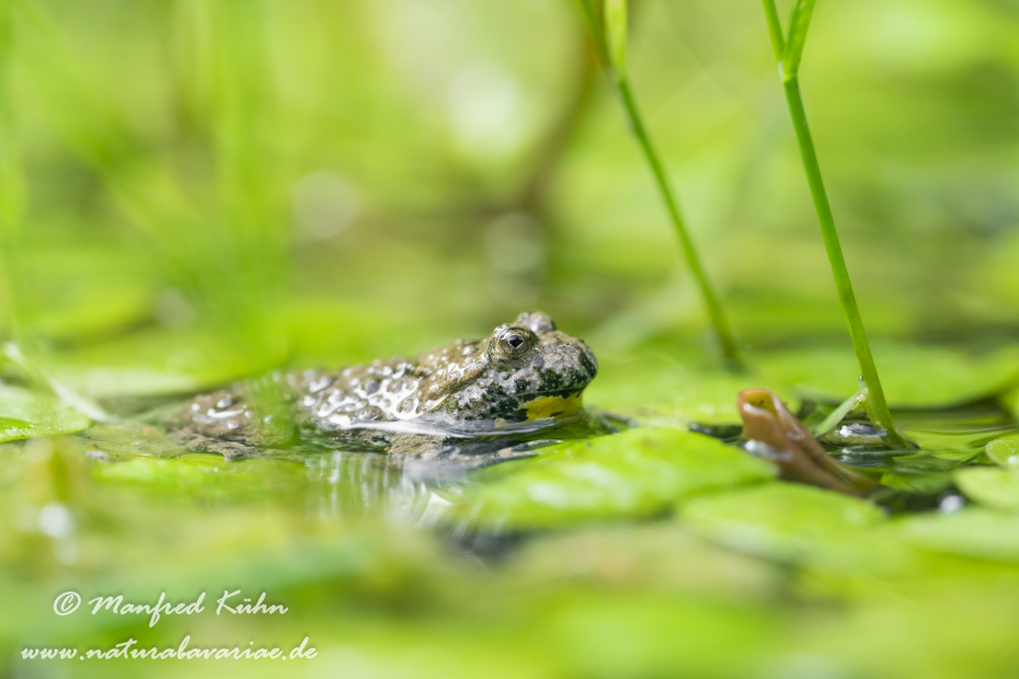 Gelbbauchunke ()_0071