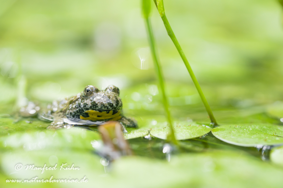 Gelbbauchunke ()_0074