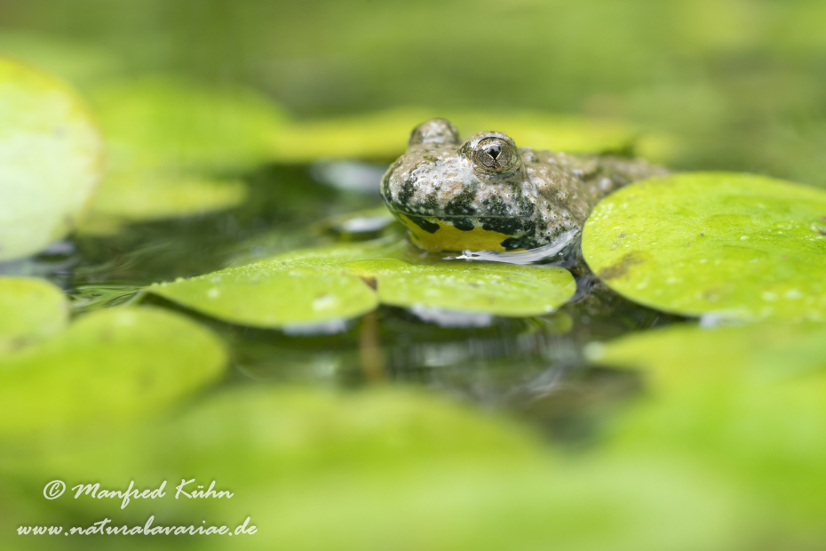 Gelbbauchunke ()_0076