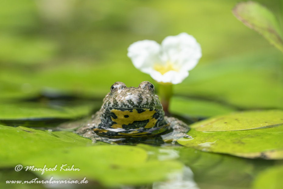 Gelbbauchunke ()_0083